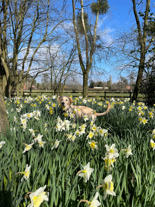 Trouble in the daffodils