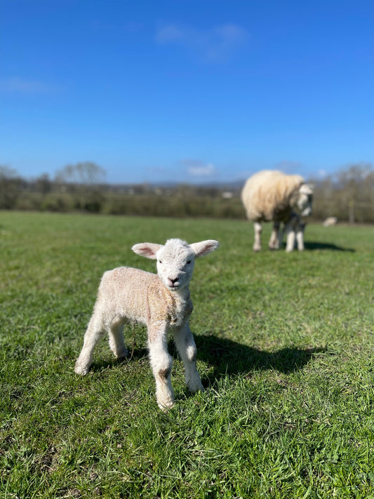 Lambing Season Wrap-Up: Meet Button