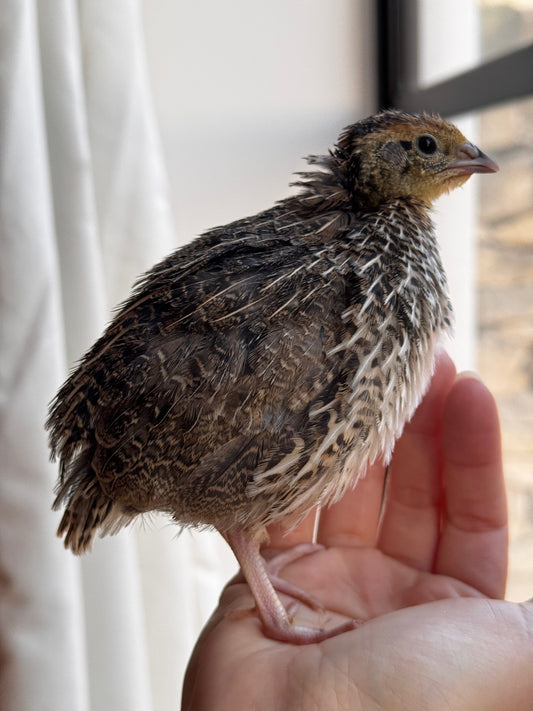 Four Weeks Old & Ready for the Big Outdoors!