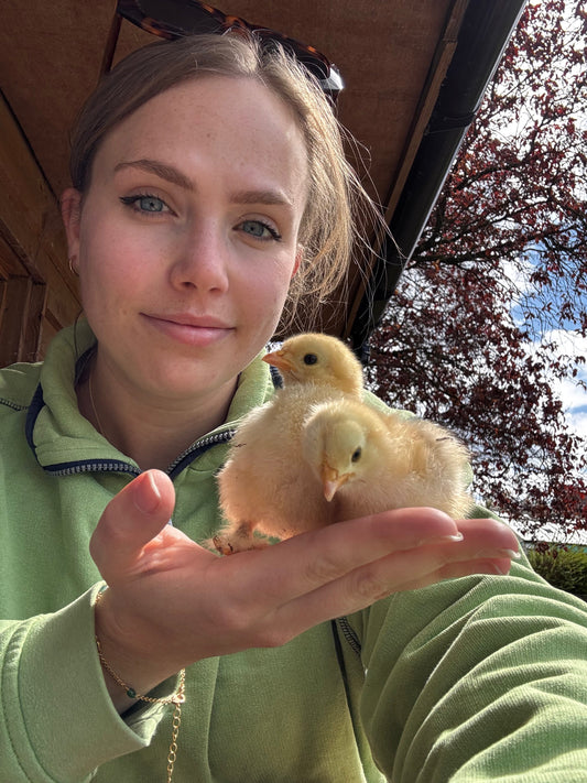 Surprise! We’ve Got Chicks… Lots of Them!