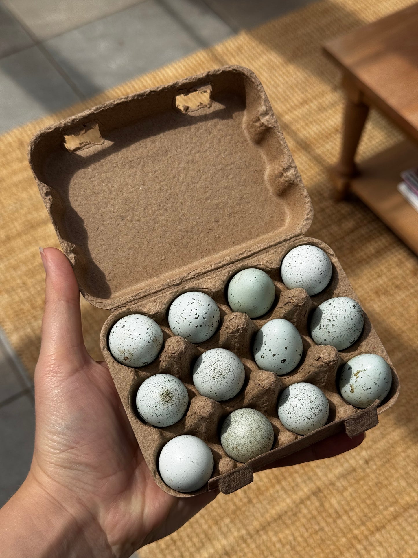 Premium Blue Quail Eggs