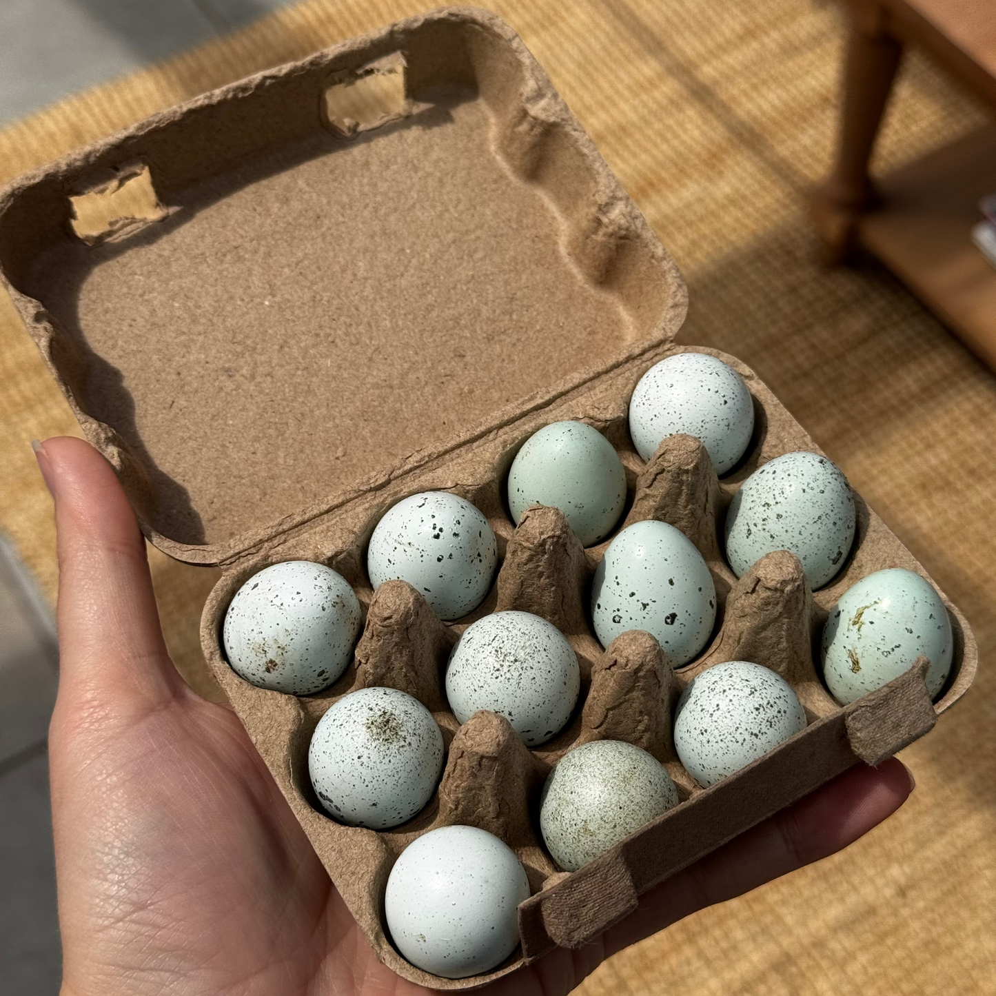 Premium Blue Quail Eggs