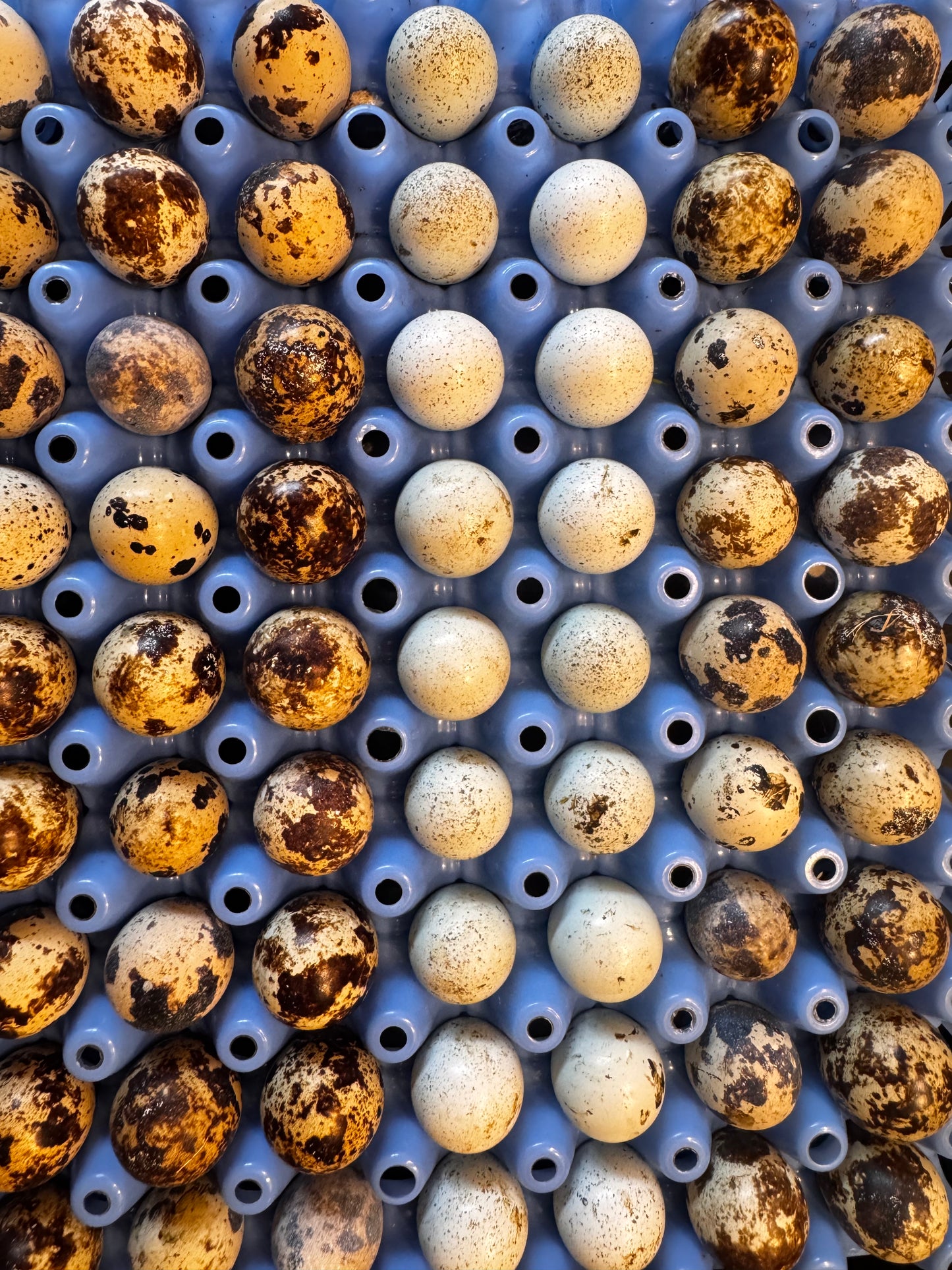 Premium Blue Quail Eggs