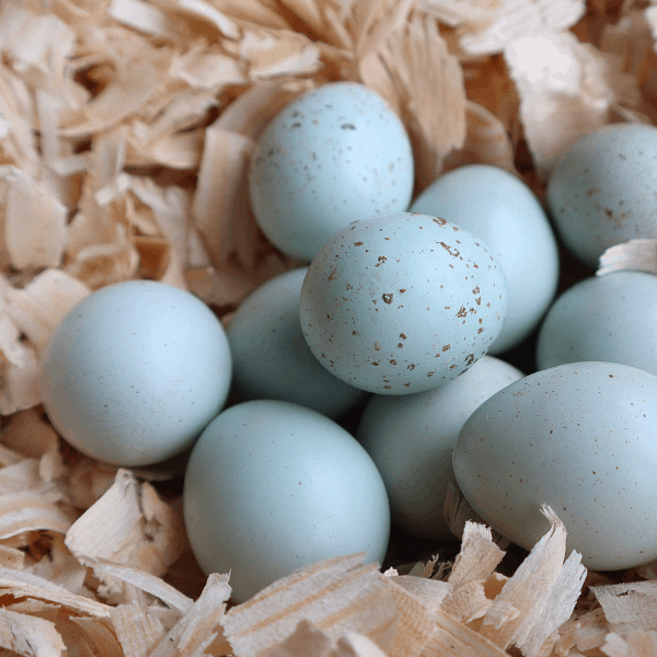 Premium Blue Quail Eggs