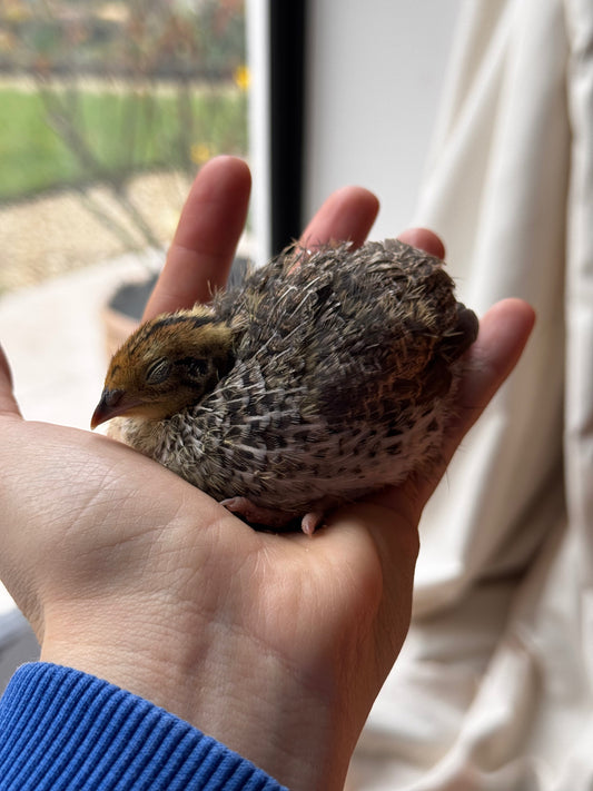 They’re Here! Meet the Baby Quail