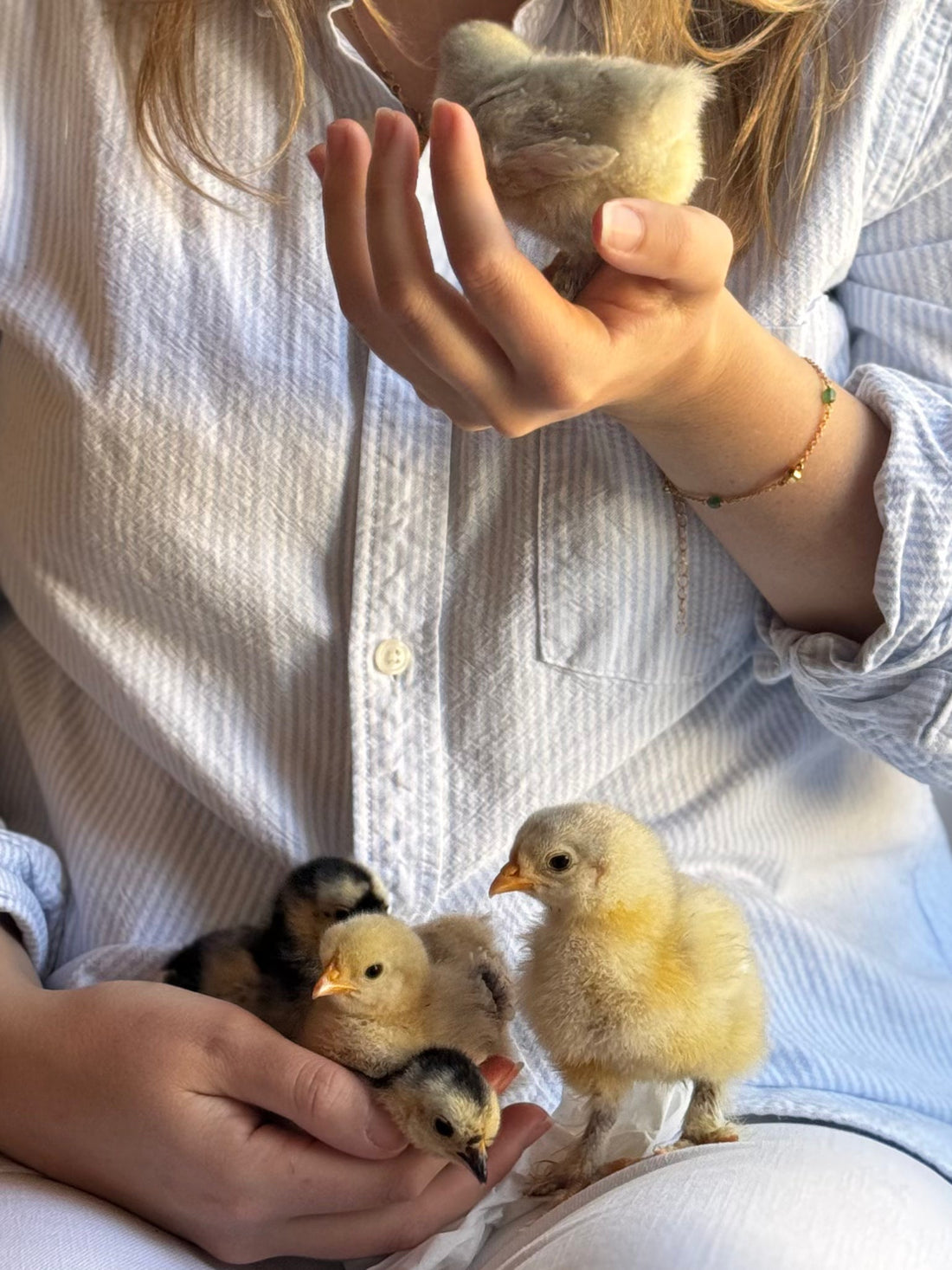 Meet the Chicks: The Fabulous Five Have Arrived!