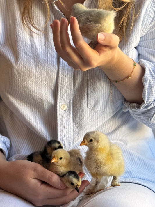 Meet the Chicks: The Fabulous Five Have Arrived!