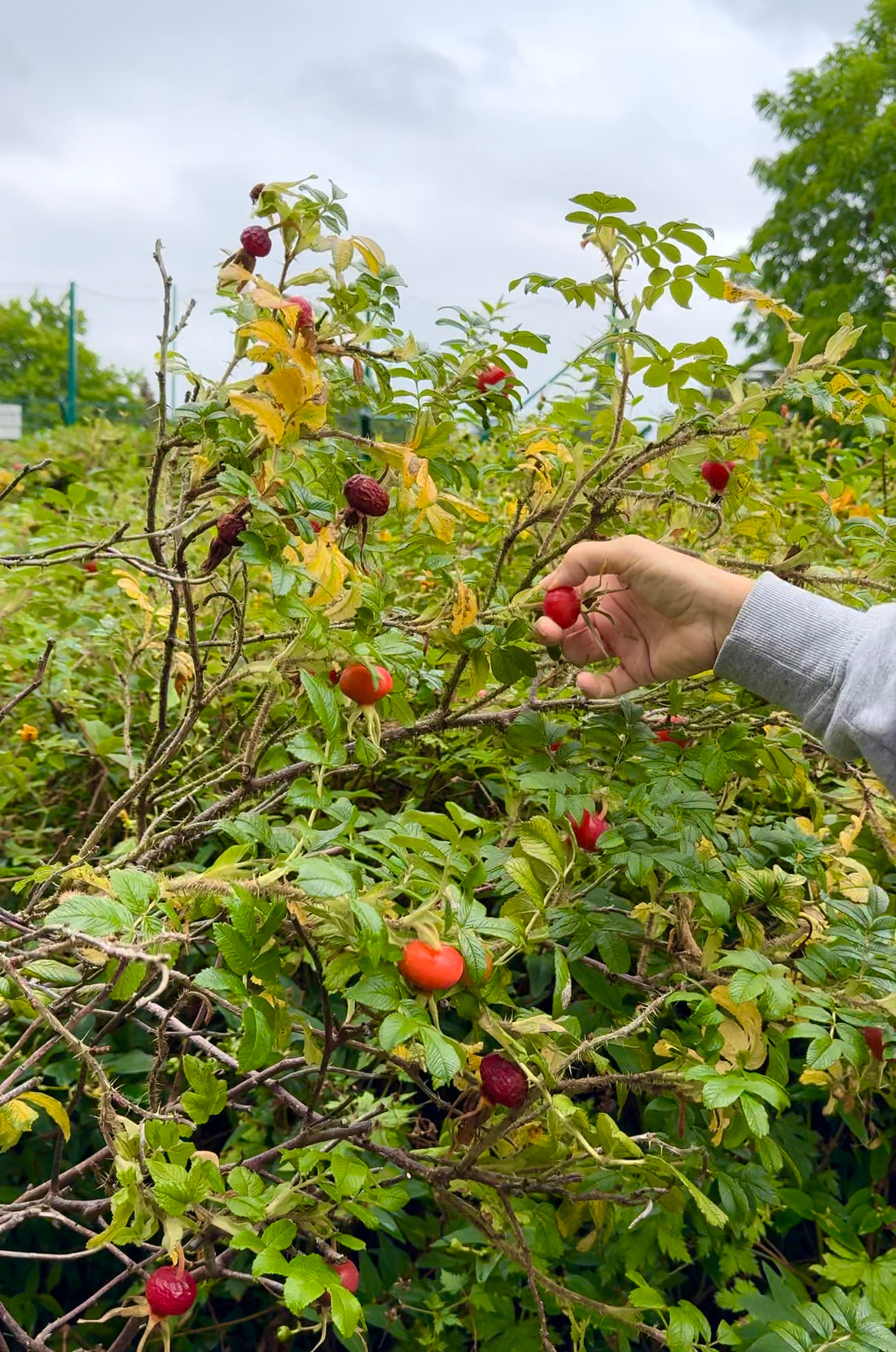 Foraging: Rose Hips