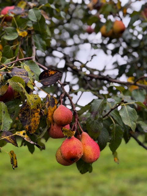 Have we found a long lost pear variety??