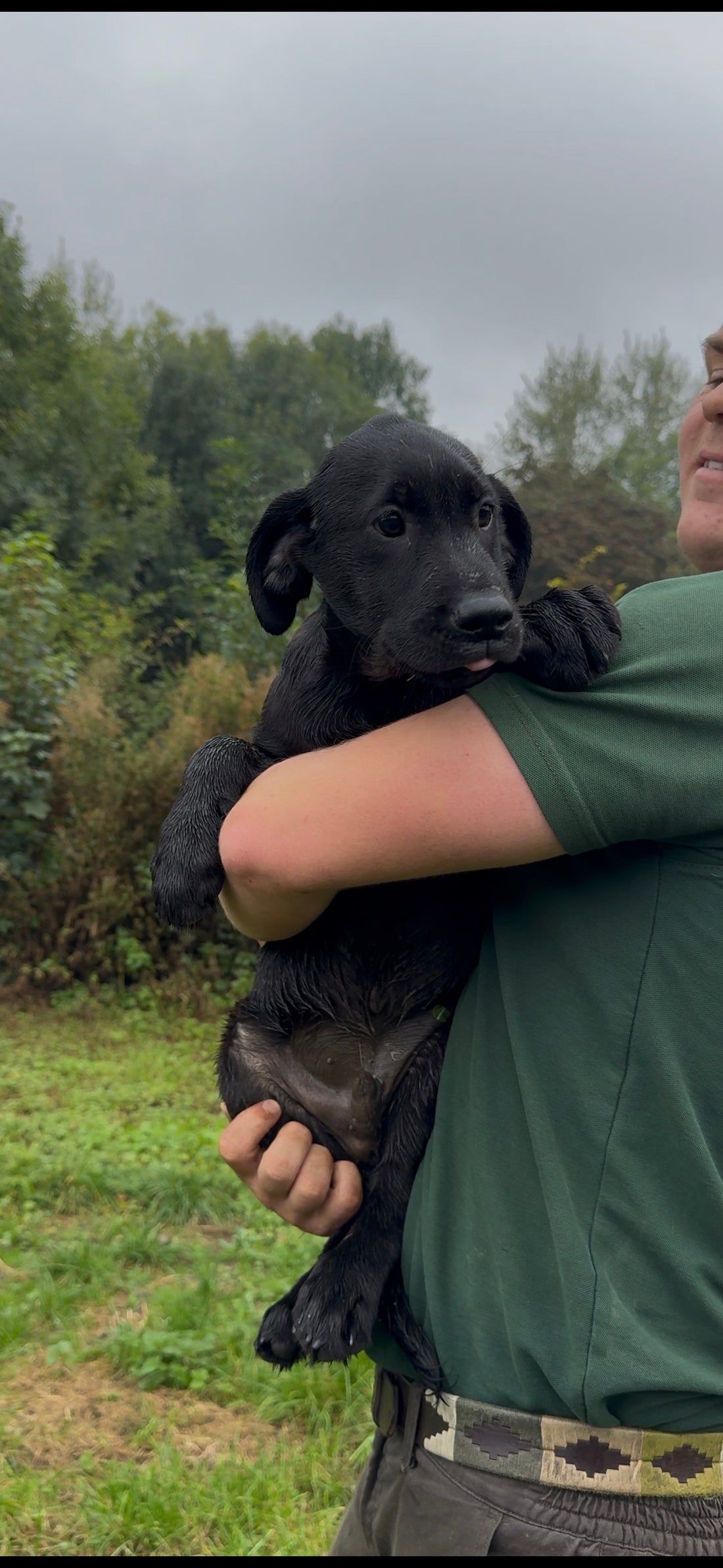 Labrador pups for sale!