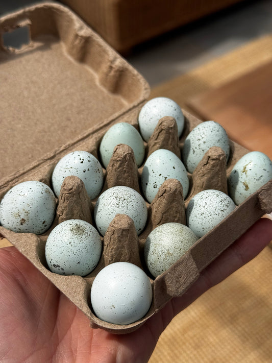 Premium Blue Quail Eggs