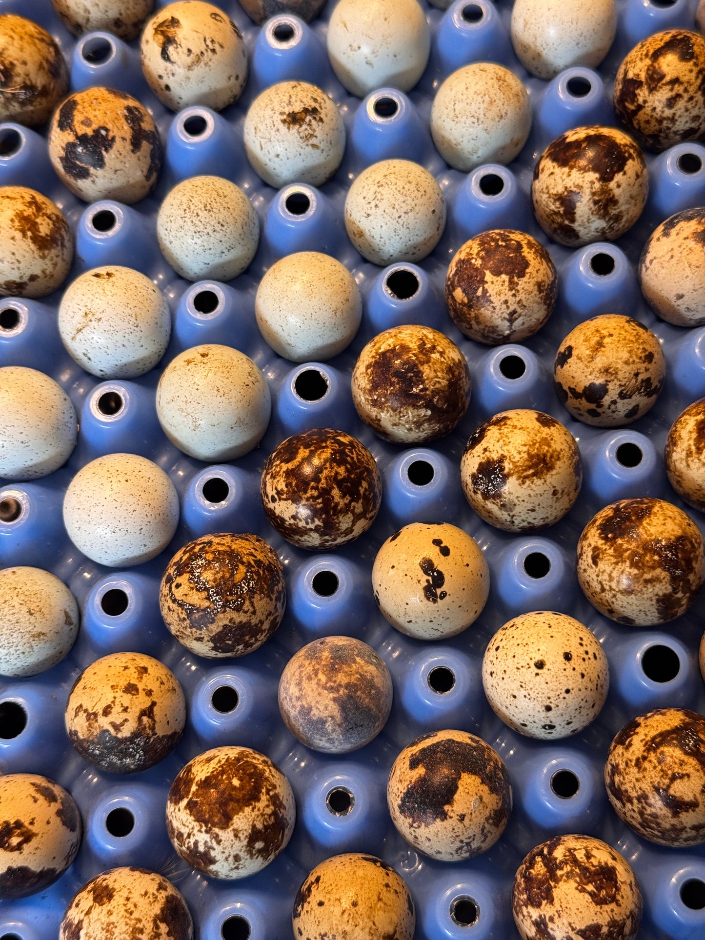 Dozen Quail eggs