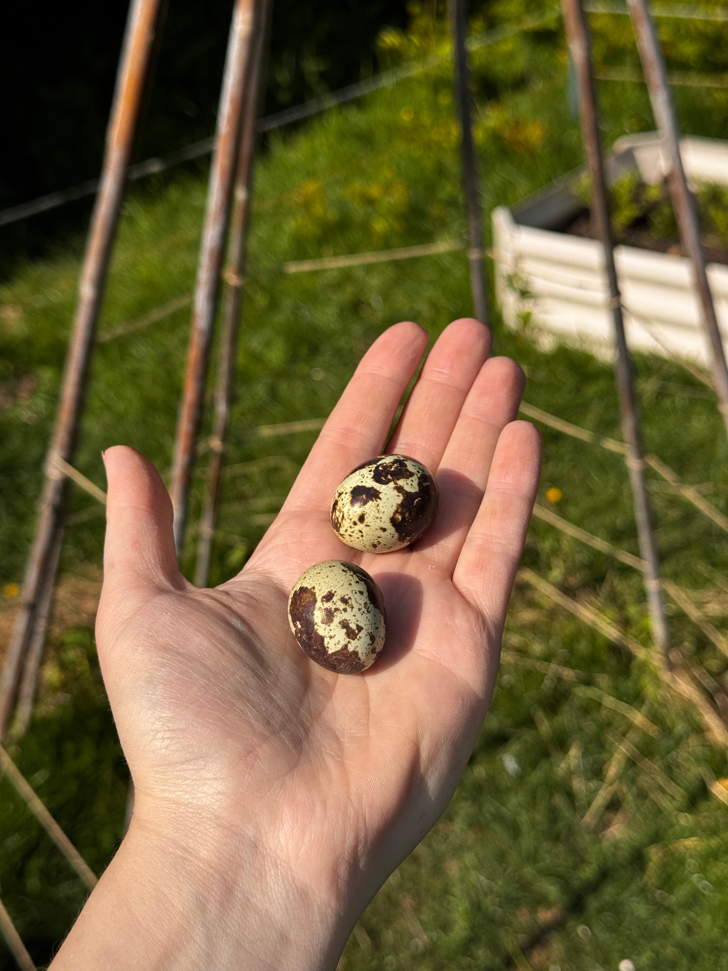 Dozen Quail eggs